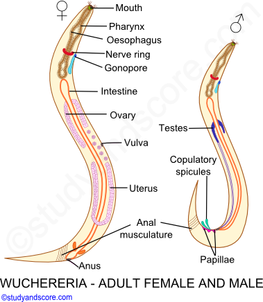 wuchereria structure, wuchereria adult female, wuchereria adult male, papillae, ascaris filiform body 